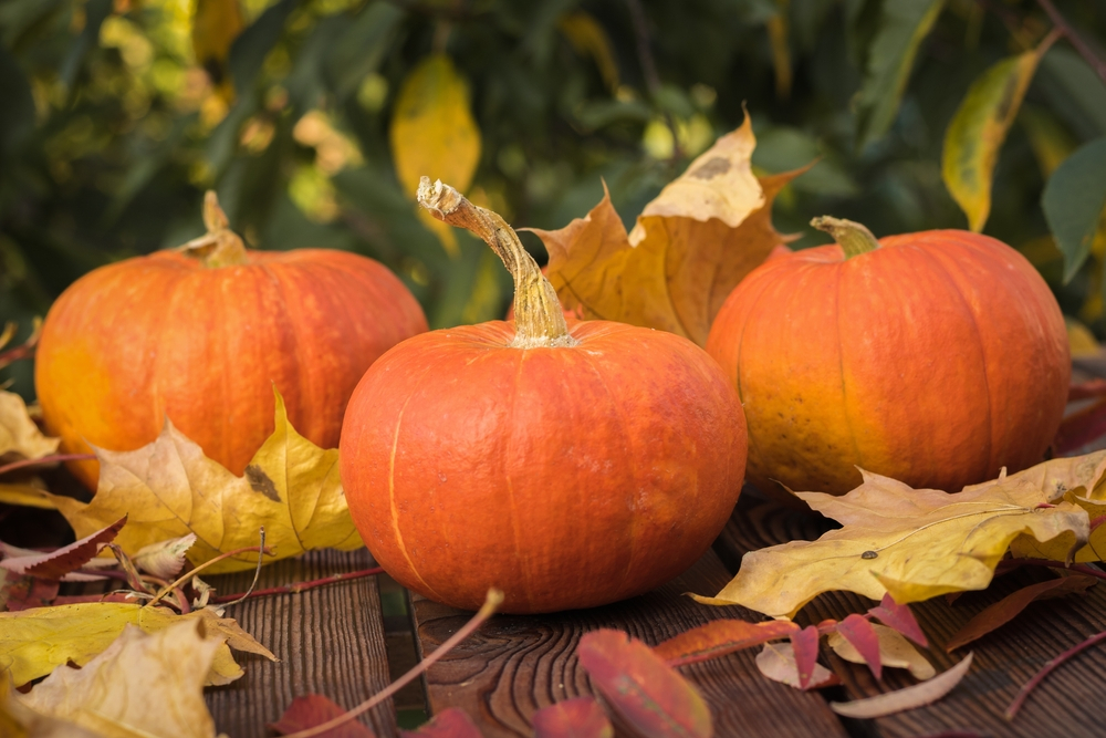 15 gardening tips for October - Caerphilly Garden Centre - Cardiff