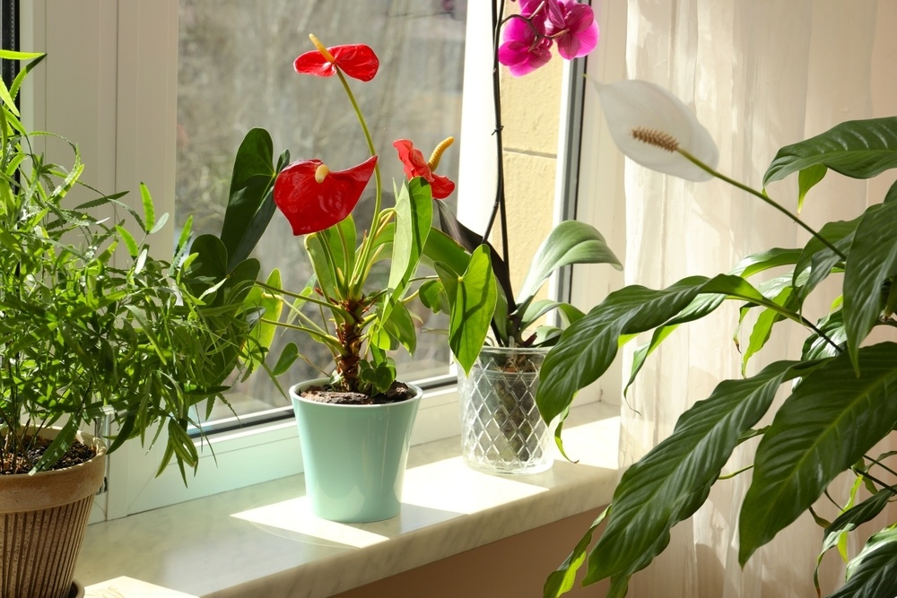 Care for your houseplants in winter - Caerphilly Garden Centre - Cardiff