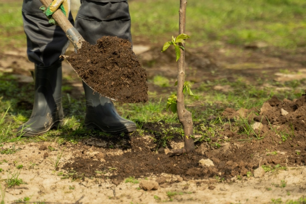 How to plant a tree - Caerphilly Garden Centre - Cardiff