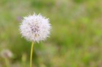 Keep on top of annual weeds