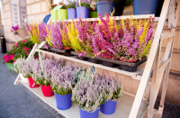 February's plant of the month is the heather