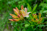 The plant of the month for April is the rhododendron